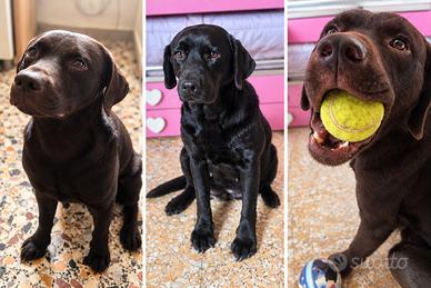 Labrador