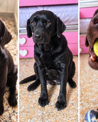 Labrador