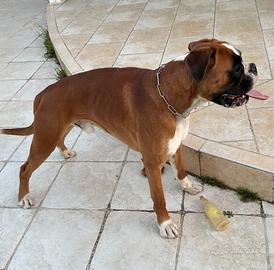 Boxer