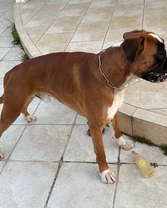 Boxer
