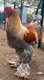 Galline Brahma Trio riproduttori