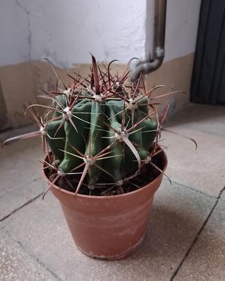 cactus 🌵