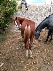 Puledro Quarter Horse