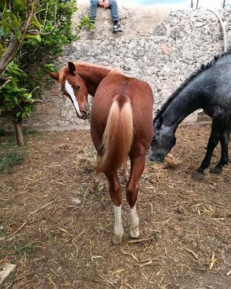 Puledro Quarter Horse