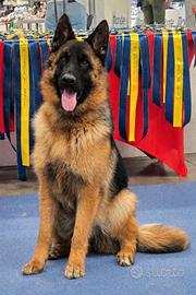 Pastore Tedesco cucciolona