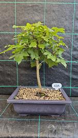 Bonsai di Liquidambar Styraciflua 139