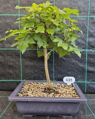 Bonsai di Liquidambar Styraciflua 139