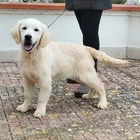 Cucciolo Maschio di Golden Retriever