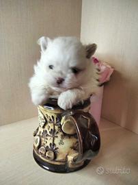 Cucciolo volpino pomerania BIANCO