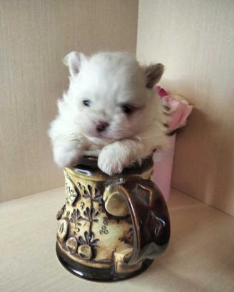 Cucciolo volpino pomerania BIANCO