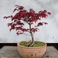 bonsai acero deshojo 