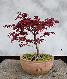 bonsai acero deshojo 