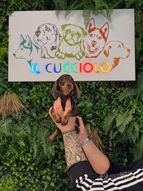 Cuccioli di bassotti