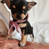 Chihuahua femmina