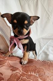 Chihuahua femmina