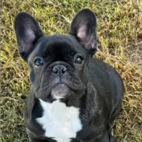 Bulldog francese femmina