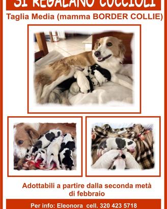 Regalasi 8 cuccioli