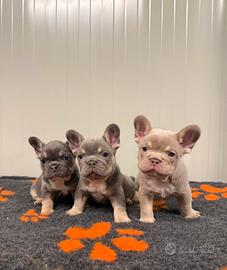Cuccioli bulldog francese Blu lilac tan Isabella