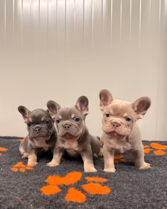 Cuccioli bulldog francese Blu lilac tan Isabella