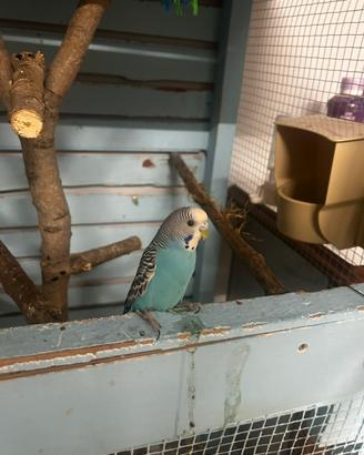 Cocorita maschio azzurro giovane e sano
