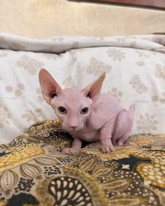 Sphynx Cucciolo