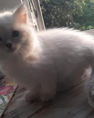 Cuccioli siberiani con pedigree