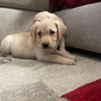 Cuccioli di Labrador retriever con Pedigree Enci