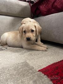 Cuccioli di Labrador retriever con Pedigree Enci