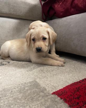 Cuccioli di Labrador retriever con Pedigree Enci
