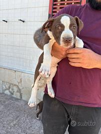 Cuccioli di Pitbull
