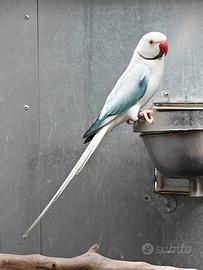 Pappagalli parrocchetti