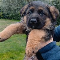 Cucciolo pastore tedesco