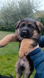 Cucciolo pastore tedesco