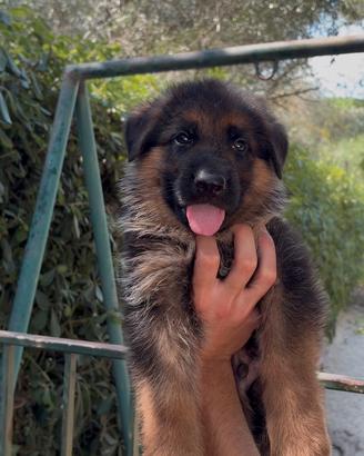 Cuccioli di Pastore Tedesco con Pedigree