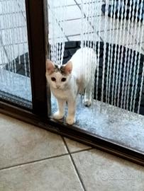 Gattino di tre mesi molto carino e docile