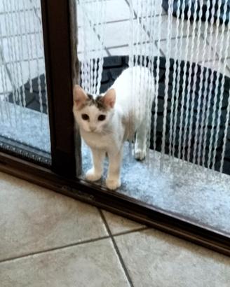 Gattino di tre mesi molto carino e docile