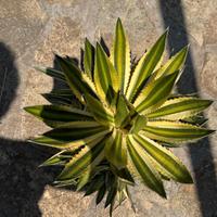 agave marginata con polloni 