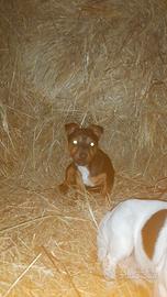 Cagnolina taglia piccola
