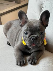 Bulldog francese
