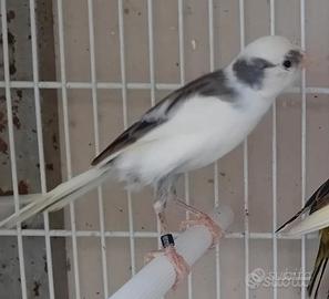 Canarini larquette espanol