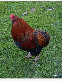Gallo araucano