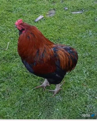Gallo araucano