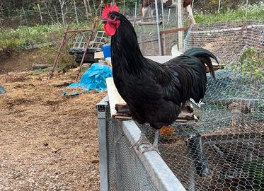 Galli australorp