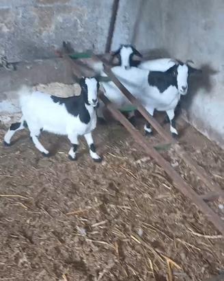 Capretta nana originale