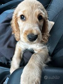 Cocker spaniel femmina