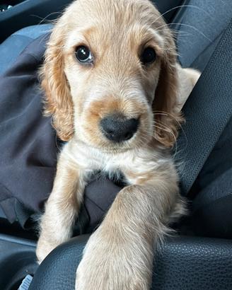 Cocker spaniel femmina