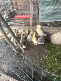 Pulcini anatroccoli oche