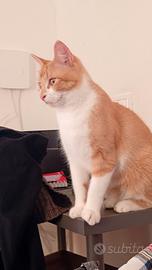 Gatto sterilizzato mix scottish/sphynx