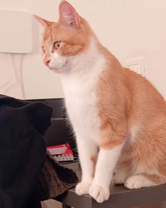 Gatto sterilizzato mix scottish/sphynx
