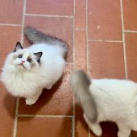 Ragdoll femmina riproduzione